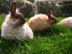 angora rabbits