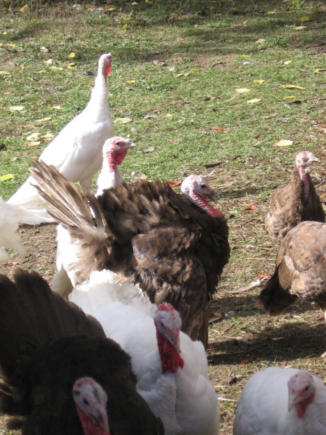 turkeys & poultry share