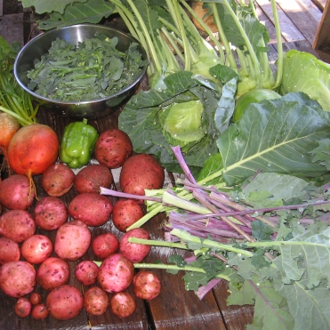 Late fall harvest-Vegetable CSA