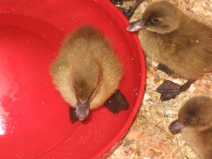 Khaki Campbell ducklings only 1 day old!
