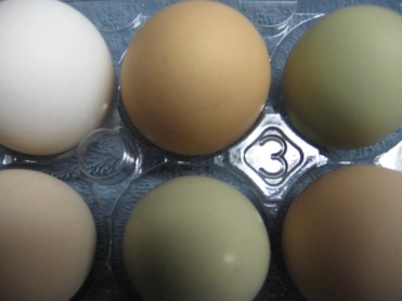 eggs come in all colors, shapes and sizes