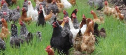 chickens 136 cropped